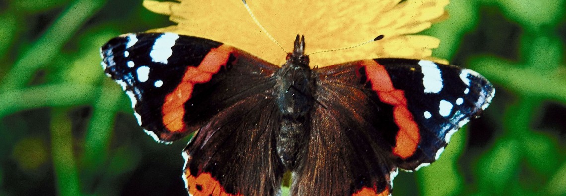 Red Admiral butterfly