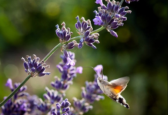 hummingbird hawk moth by Julian Wills