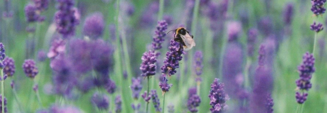 lavender and bee