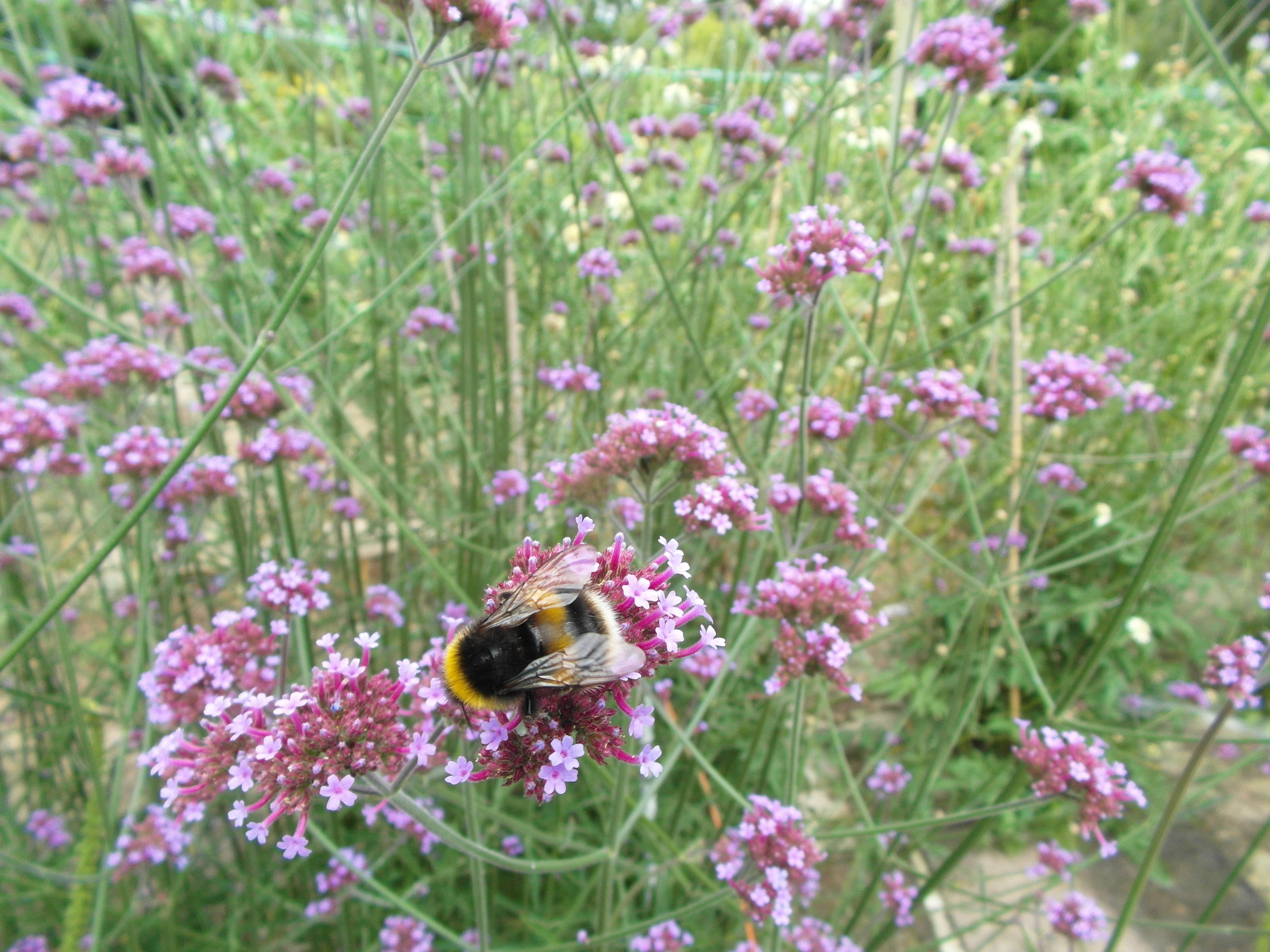 Bumble bees a bumper year?