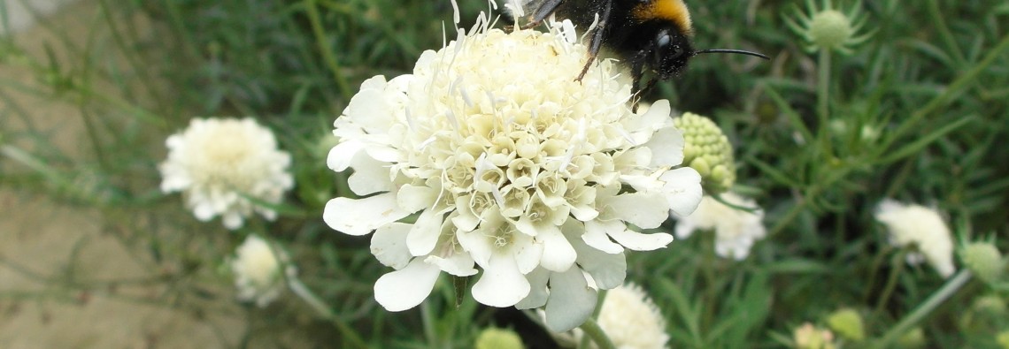 bumble bee on scabious