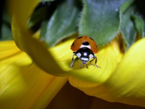 ladybird