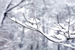 snowy branch