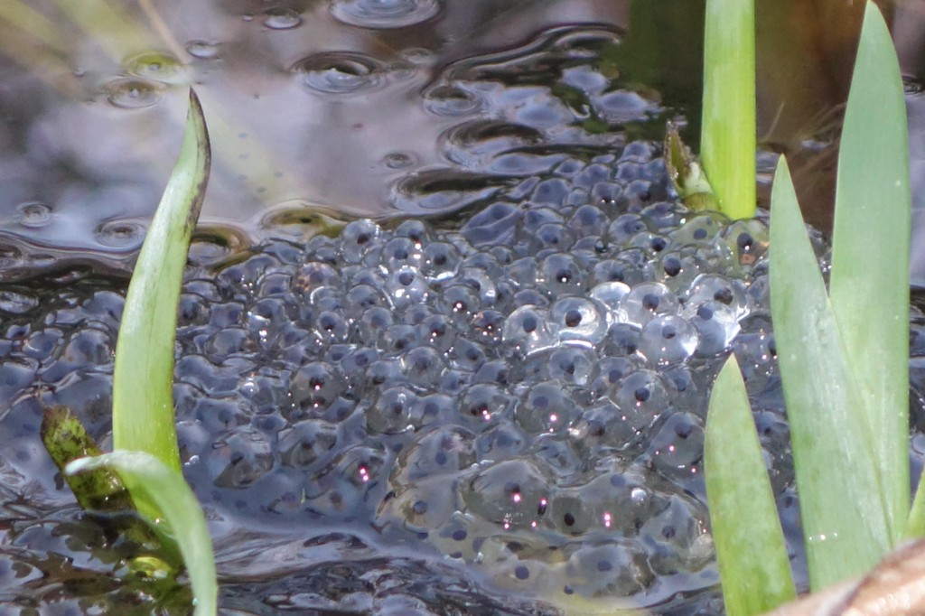 frogspawn
