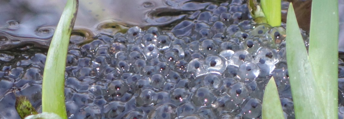 frogspawn
