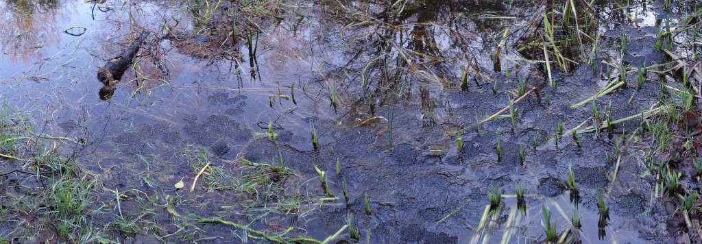frogspawn 210214