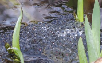 frogspawn