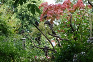 starlings