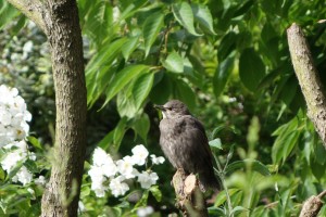 young starling